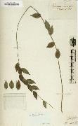 Alexander von Humboldt Herbarium china oil painting artist